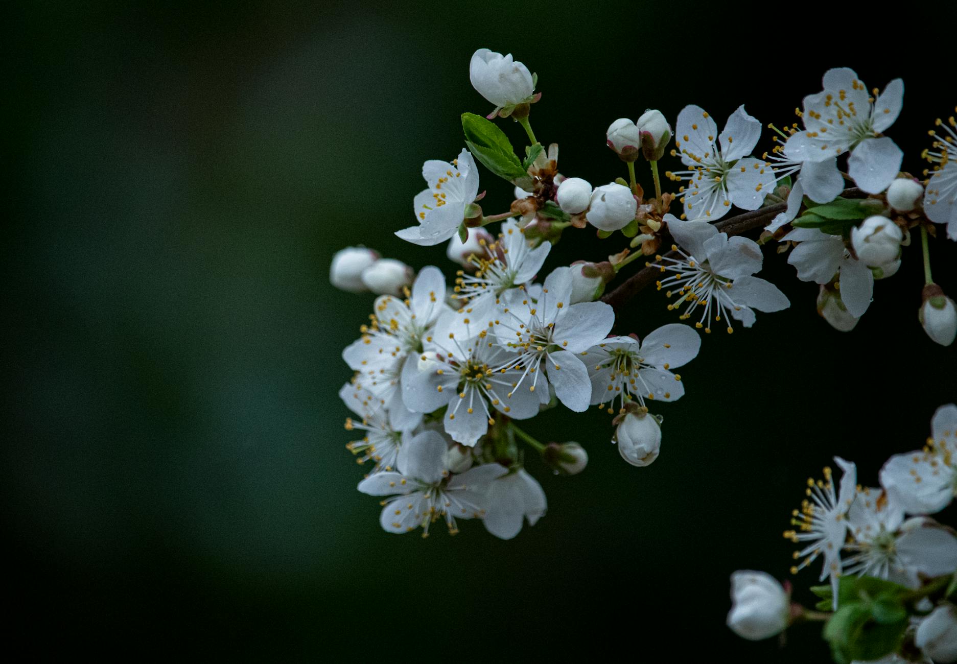 Close up of blackthorn flowers.