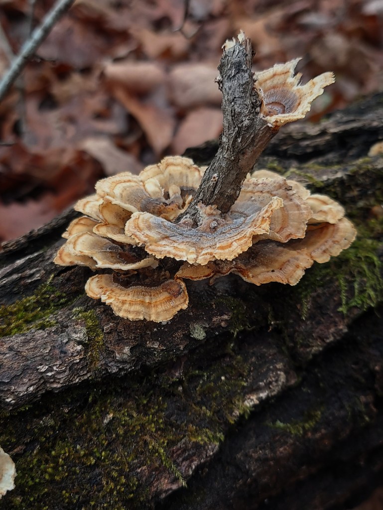 A cluster of turkey tail mushrooms growing around a stick. The arrangement makes them look almost like a rose.