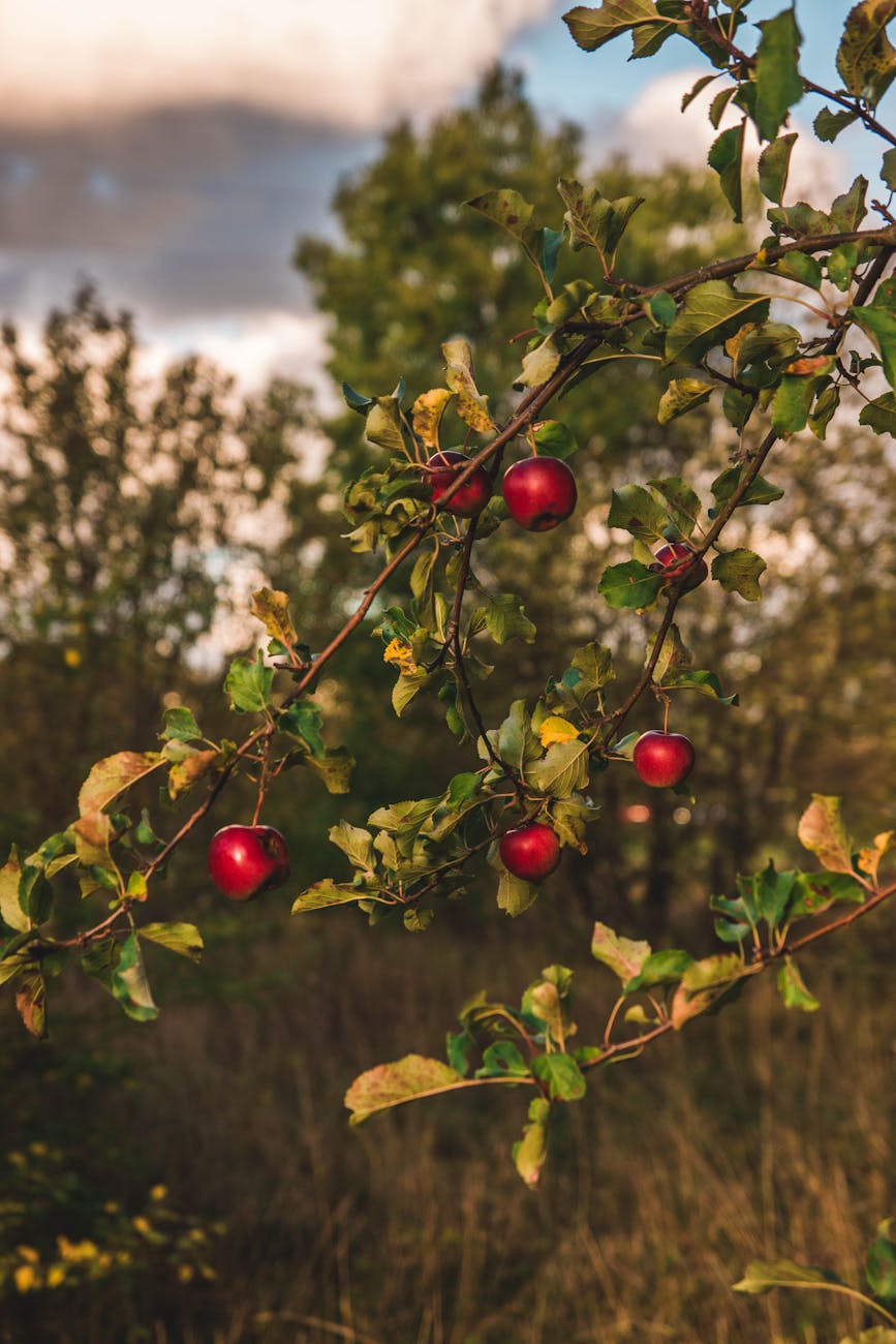 close up photography of apple tree