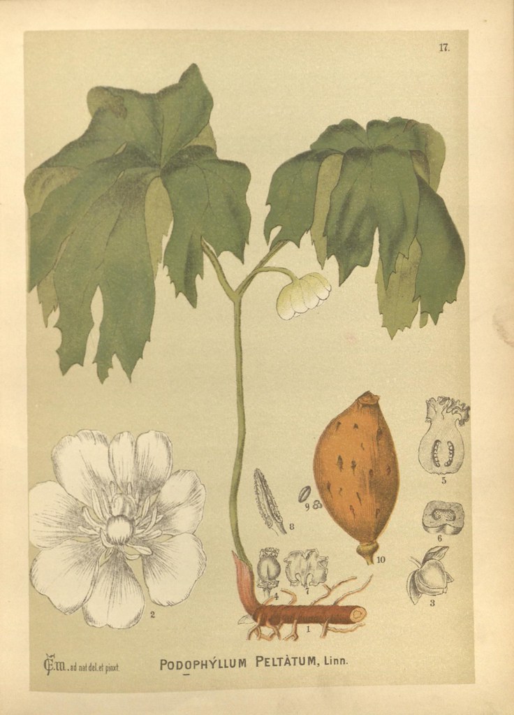 A botanical illustration of a complete mayapple plant, showing the pair of leaves, white flower, and large root. 
