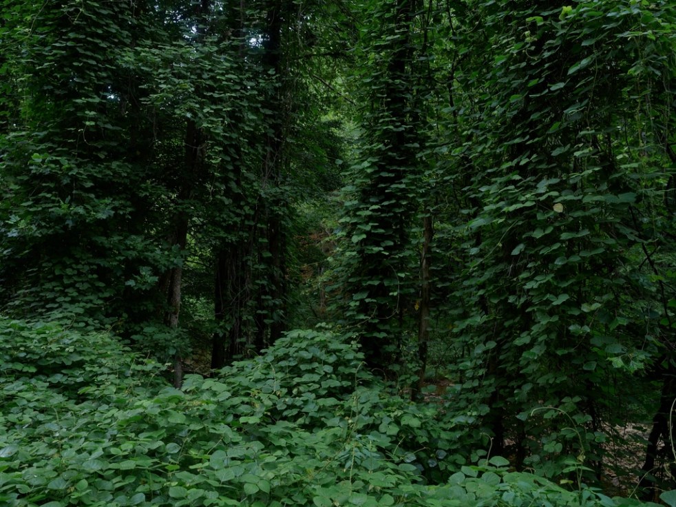 Insidious kudzu vines have overwhelmed