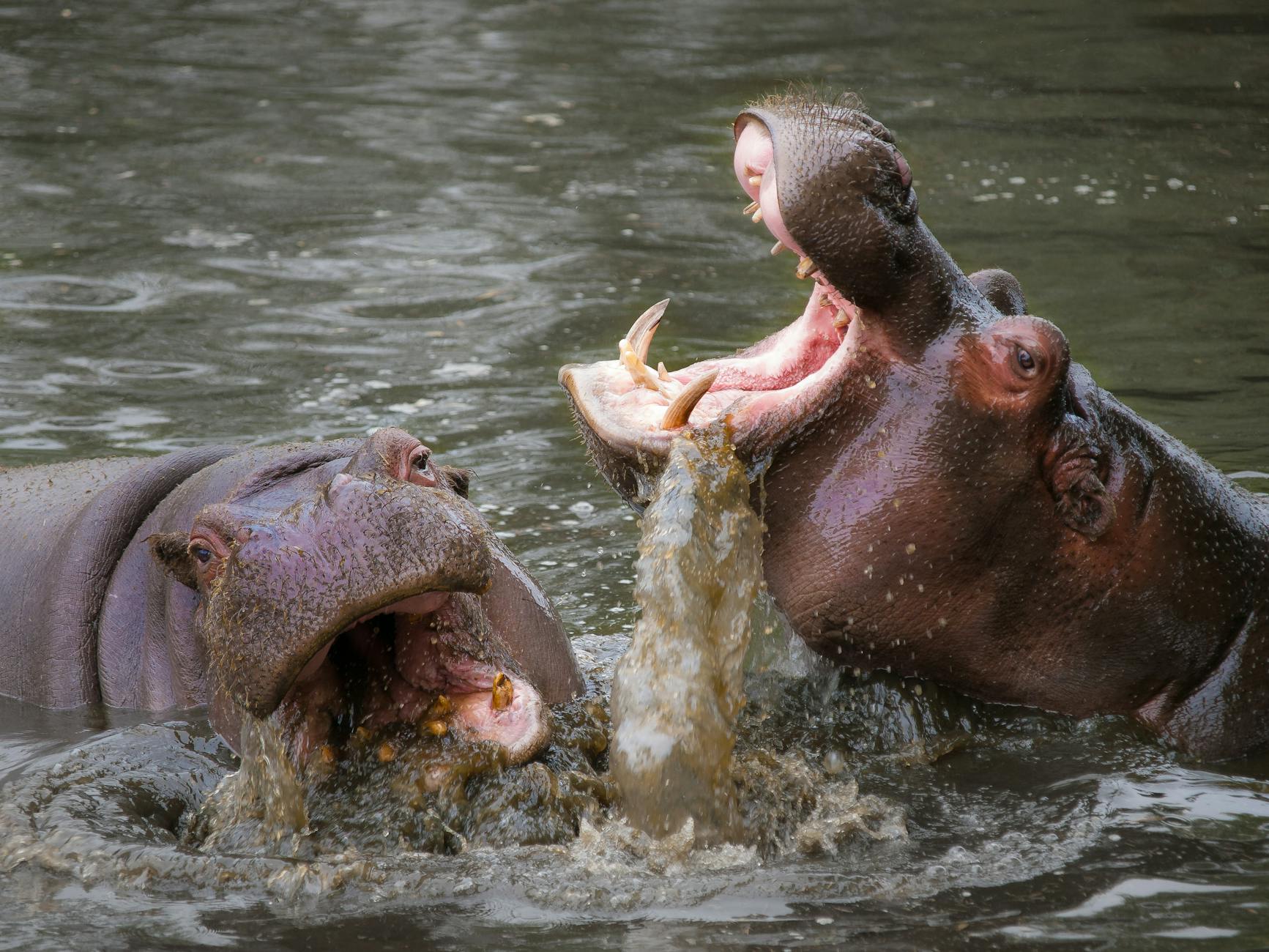 Close up of hippopotamuses in a river. One hippo's mouth is open, showing their very impressive teeth. 