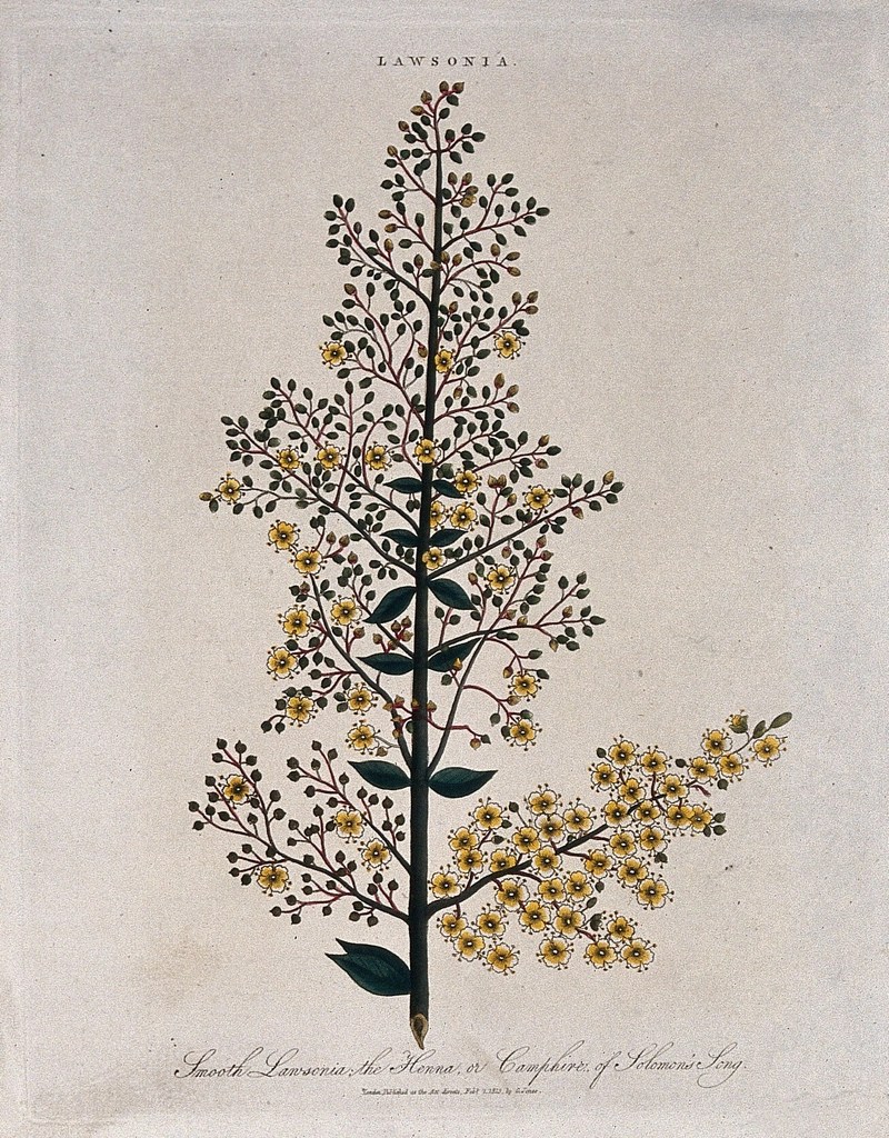 Henna plant (Lawsonia inermis): flowering