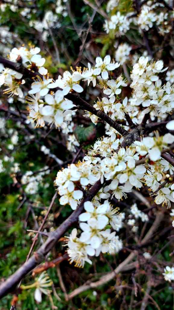 Blackthorn Folklore and Magical Properties – Marble Crow