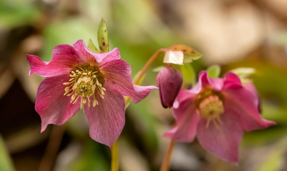 pink hellebores blooming outdoors