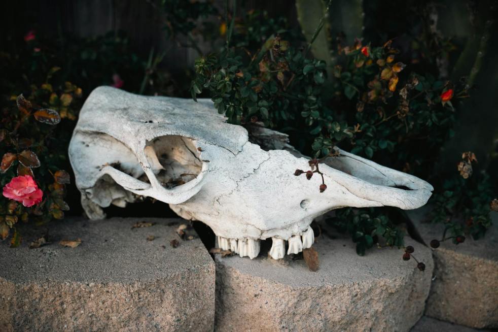 animal skull amid desert plants and flowers