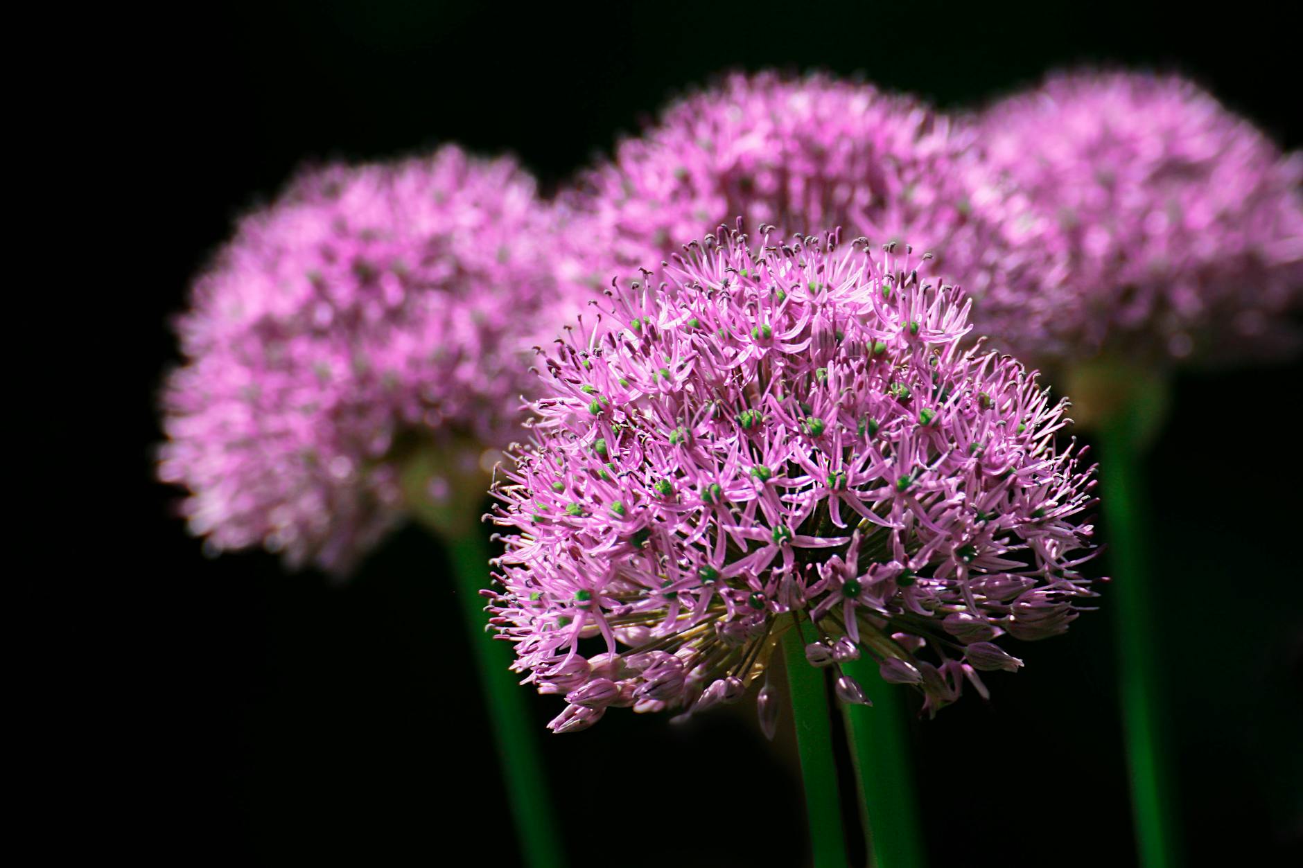 Selective focus photo of purple allium flowers.