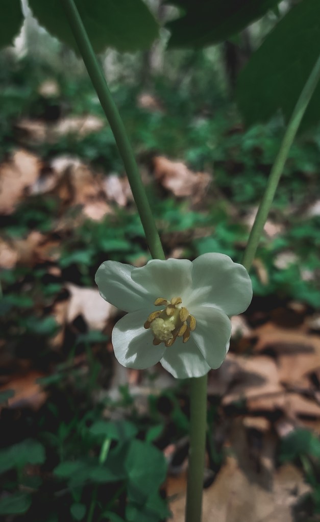 A close-up view of a mayapple flower. It appears at the fork between the two leaves of a mature mayapple and has five white petals with a yellow center. 