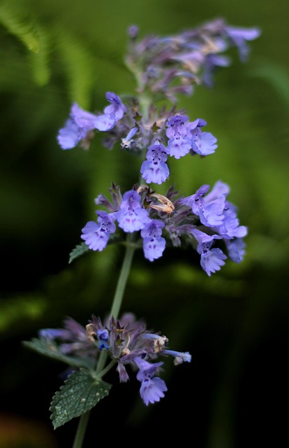 A stalk of Lobelia siphilitica, with periwinkle blue flowers. 