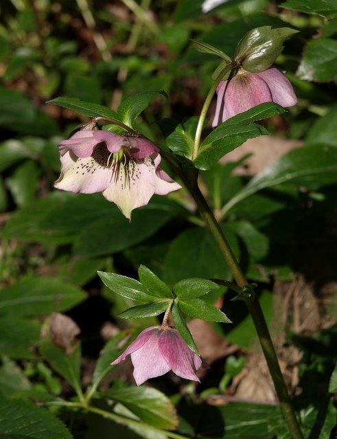 Mauve hellebore flowers, Dartington.