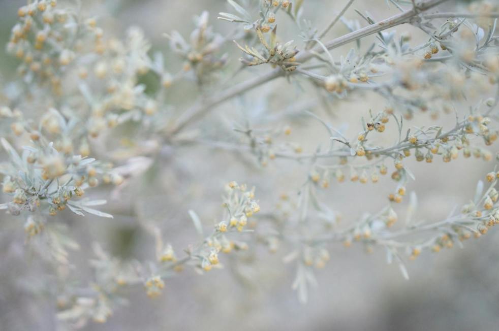 common wormwood plant in close up photography