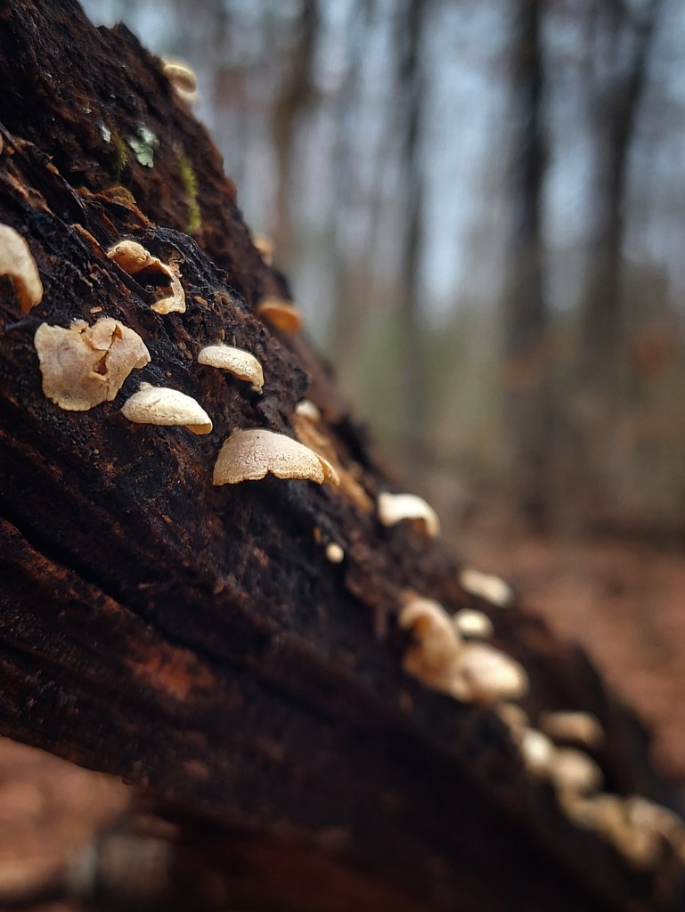 Several small, almost seashell-like mushrooms clinging to the bark of a fallen branch.