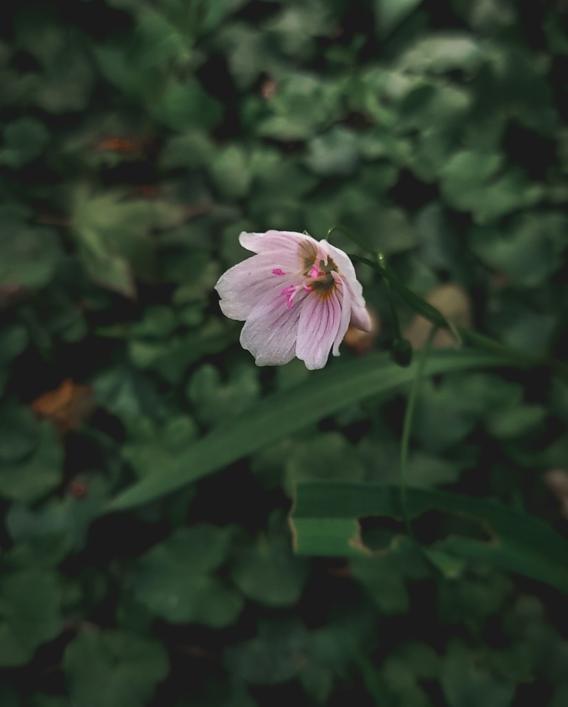 A close up of a small pink springbeauty flower.