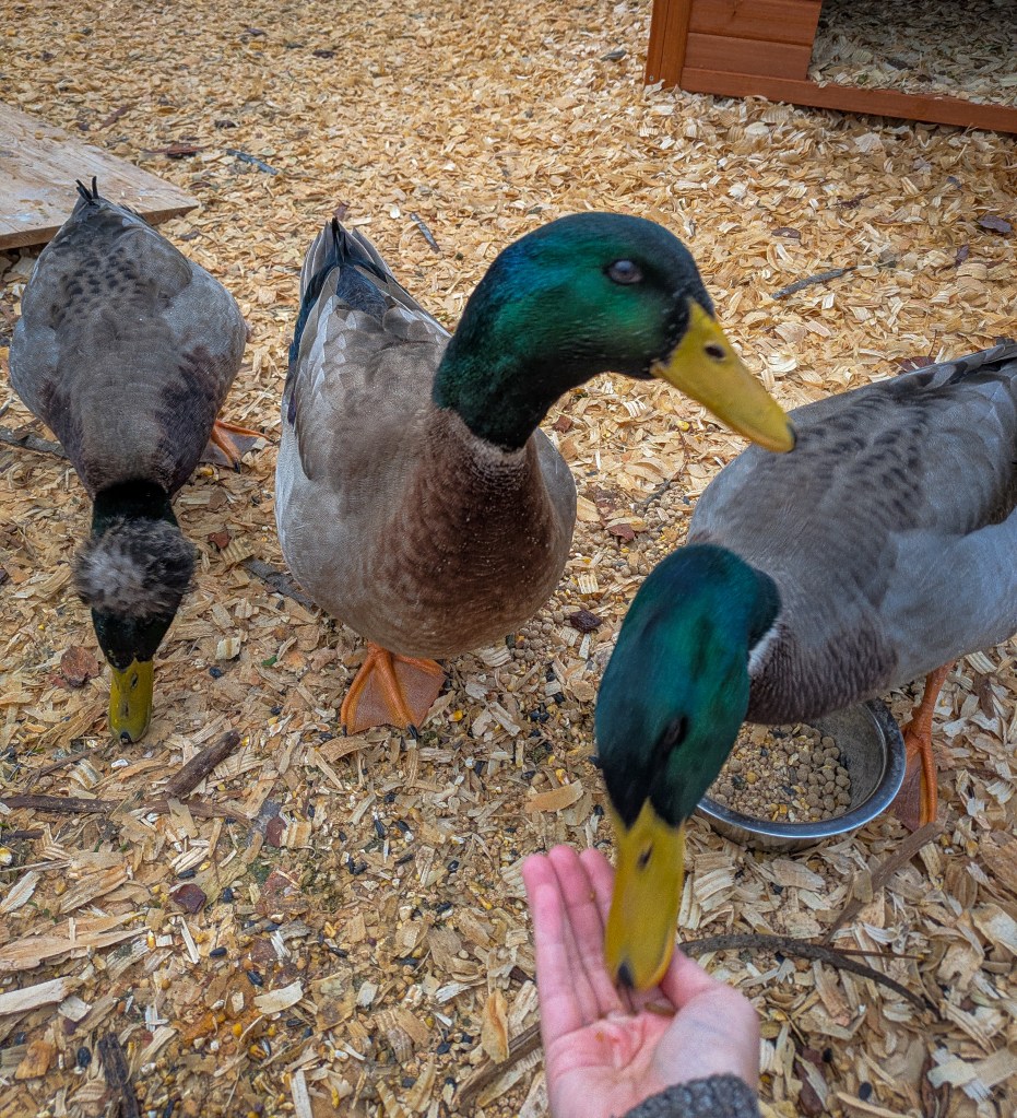 Three ducks with bright green heads and gray bodies eat black soldier fly larvae from a person's hand. 